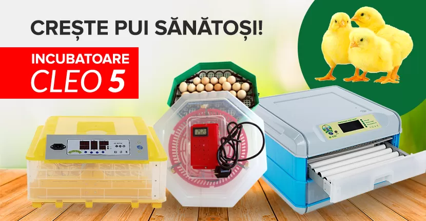 Crește pui sănătoși! 